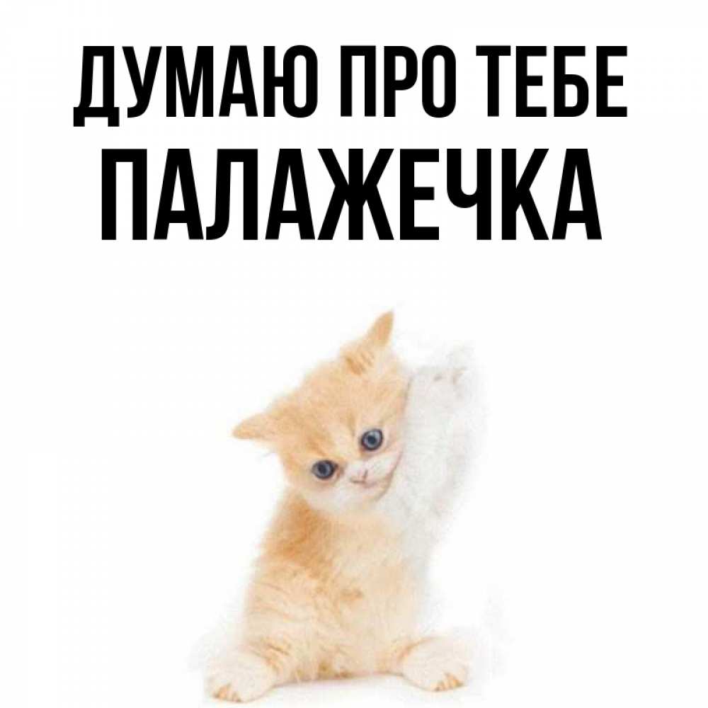 Открытка на каждый день з підписом, Палажечка Думаю про тебе зверушки и милота Прикольна листівка з побажанням онлайн скачати безкоштовно 