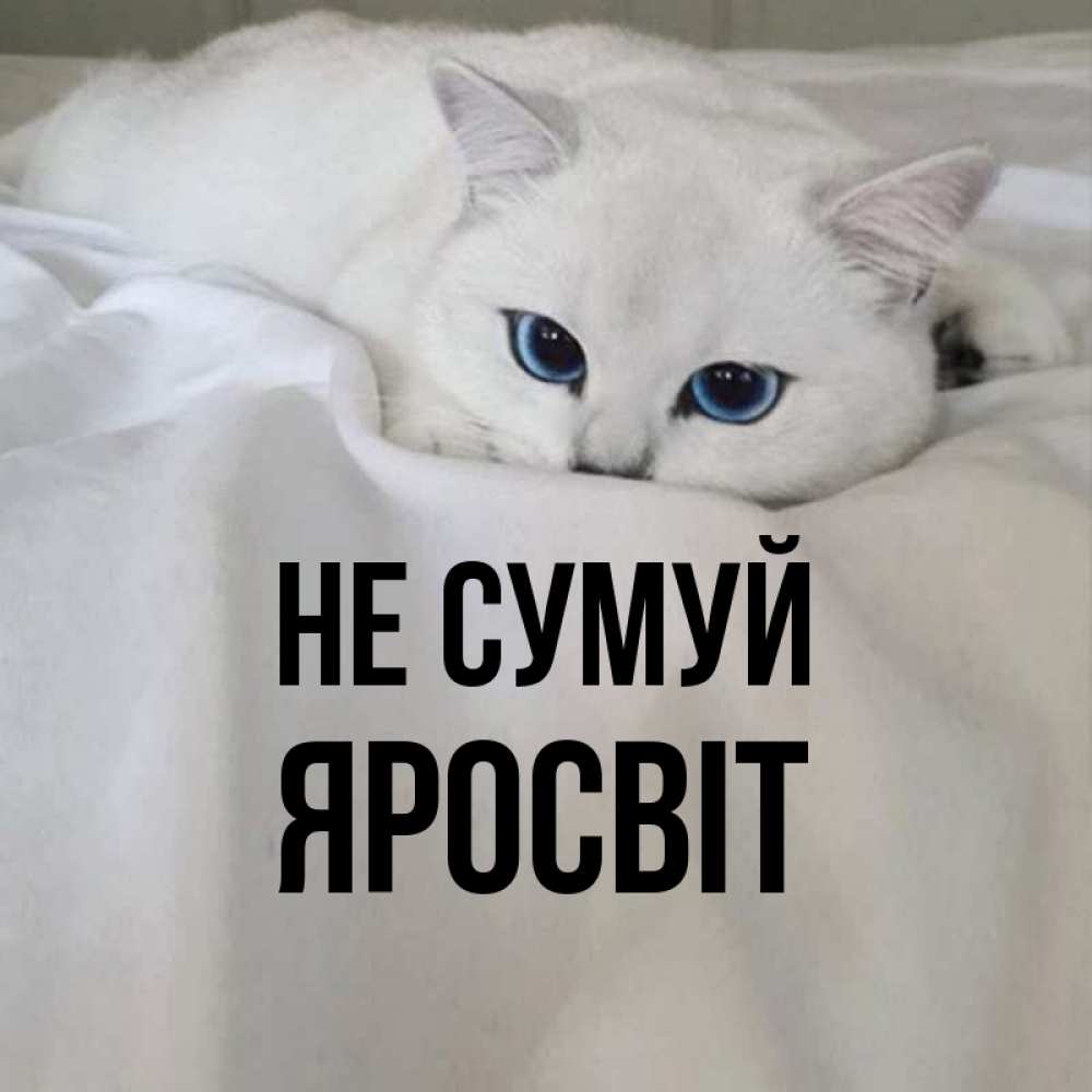 Открытка на каждый день з підписом, Яросвіт Не сумуй Голубоглазая кошка Прикольна листівка з побажанням онлайн скачати безкоштовно 