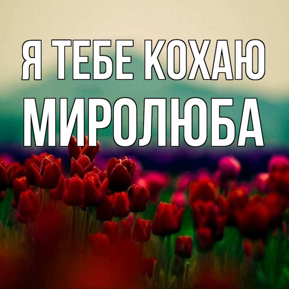 Открытка на каждый день з підписом, Миролюба Я тебе кохаю тюльпаны 4 Прикольна листівка з побажанням онлайн скачати безкоштовно 