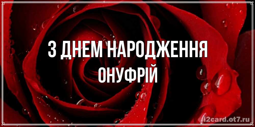 Открытка на каждый день з підписом, Онуфрій З Днем народження крупная бордовая роза Прикольна листівка з побажанням онлайн скачати безкоштовно 