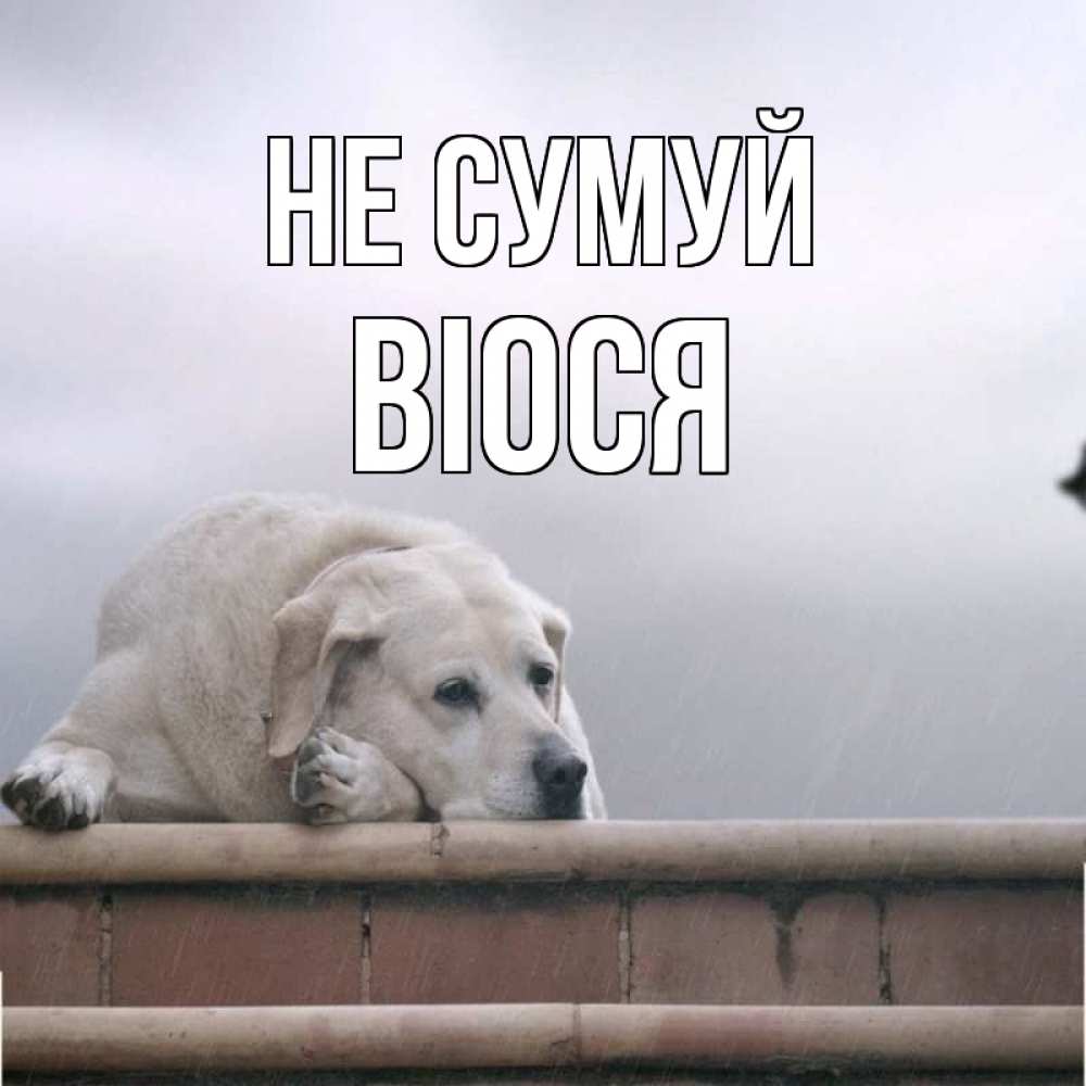 Открытка на каждый день з підписом, Віося Не сумуй белый пес 1 Прикольна листівка з побажанням онлайн скачати безкоштовно 