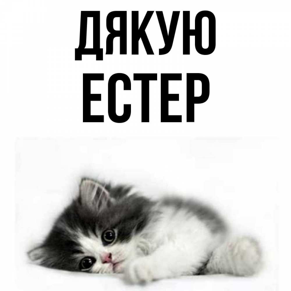 Открытка на каждый день з підписом, Естер Дякую черный и белый кот Прикольна листівка з побажанням онлайн скачати безкоштовно 