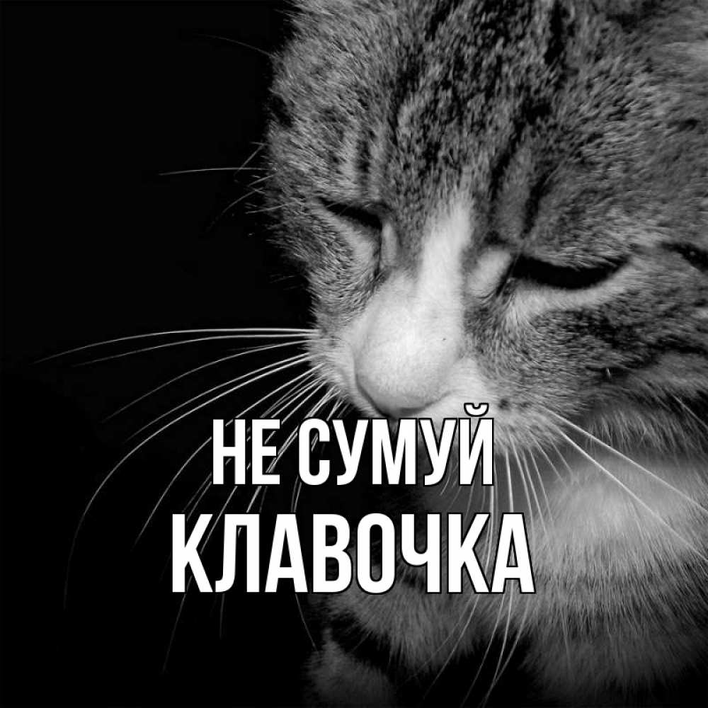 Открытка на каждый день з підписом, Клавочка Не сумуй грустный котик Прикольна листівка з побажанням онлайн скачати безкоштовно 