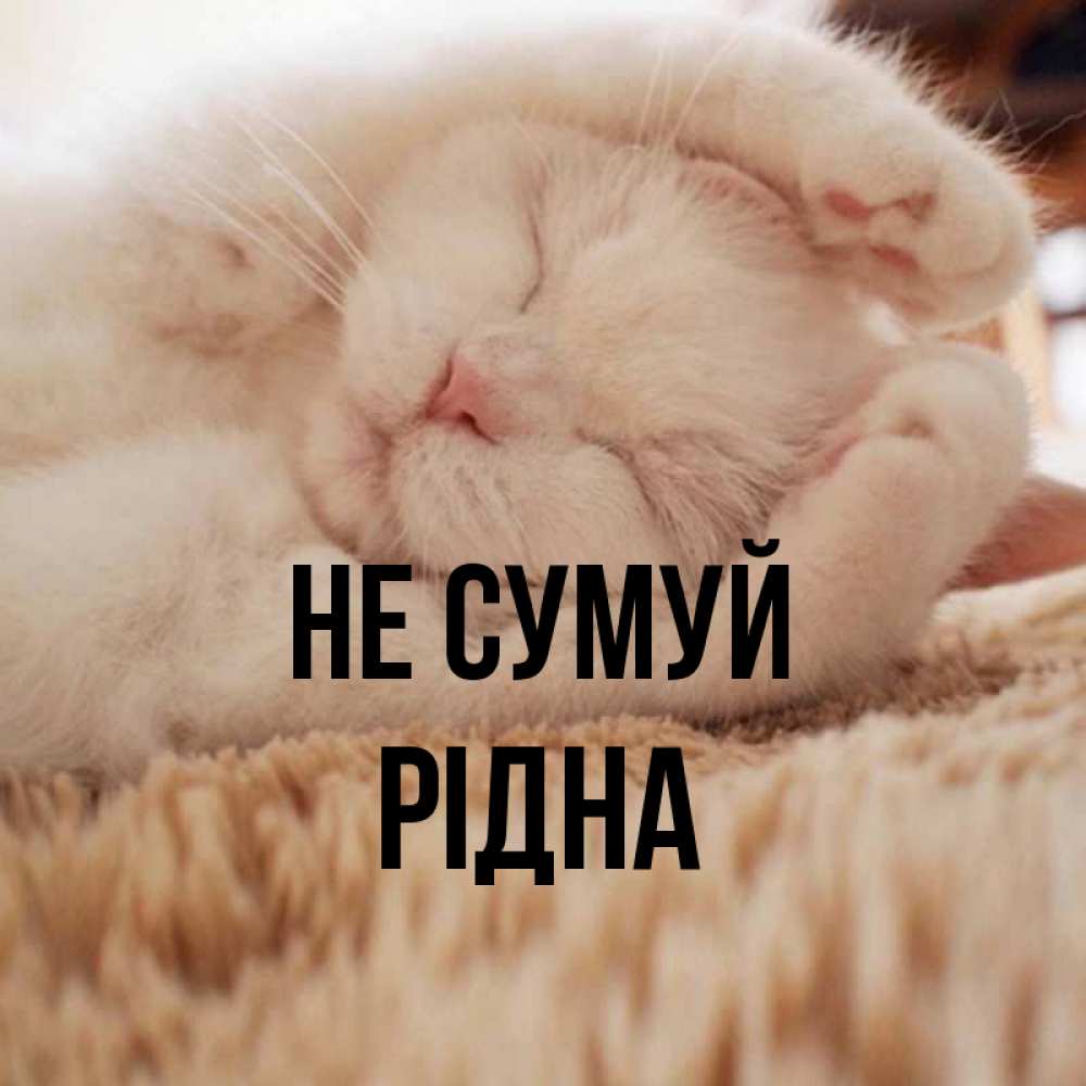 Открытка на каждый день з підписом, Рідна Не сумуй Котенок спит Прикольна листівка з побажанням онлайн скачати безкоштовно 