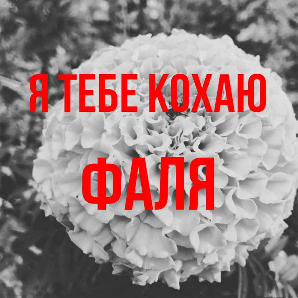 Открытка на каждый день з підписом, Фаля Я тебе кохаю подпись Прикольна листівка з побажанням онлайн скачати безкоштовно 