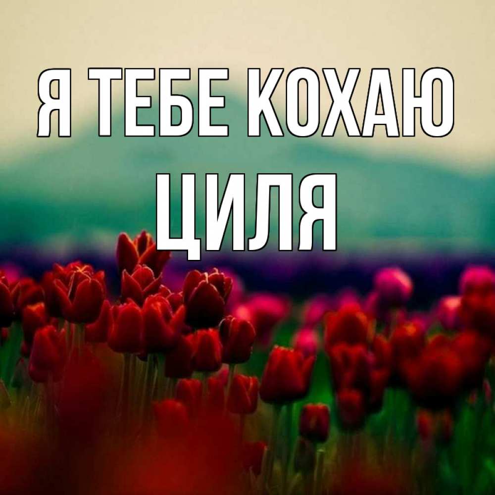 Открытка на каждый день з підписом, Циля Я тебе кохаю тюльпаны 4 Прикольна листівка з побажанням онлайн скачати безкоштовно 