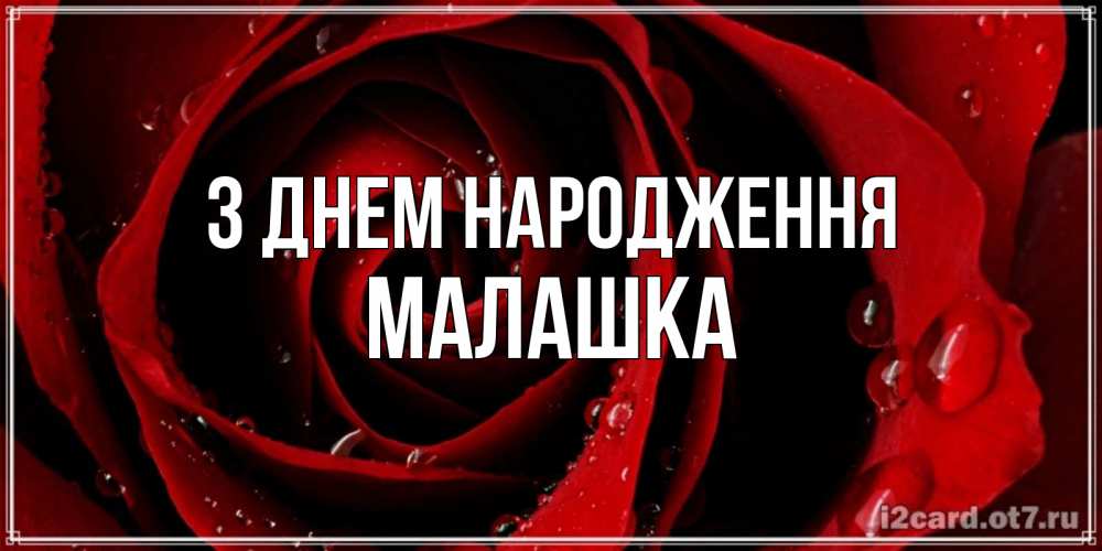 Открытка на каждый день з підписом, Малашка З Днем народження крупная бордовая роза Прикольна листівка з побажанням онлайн скачати безкоштовно 