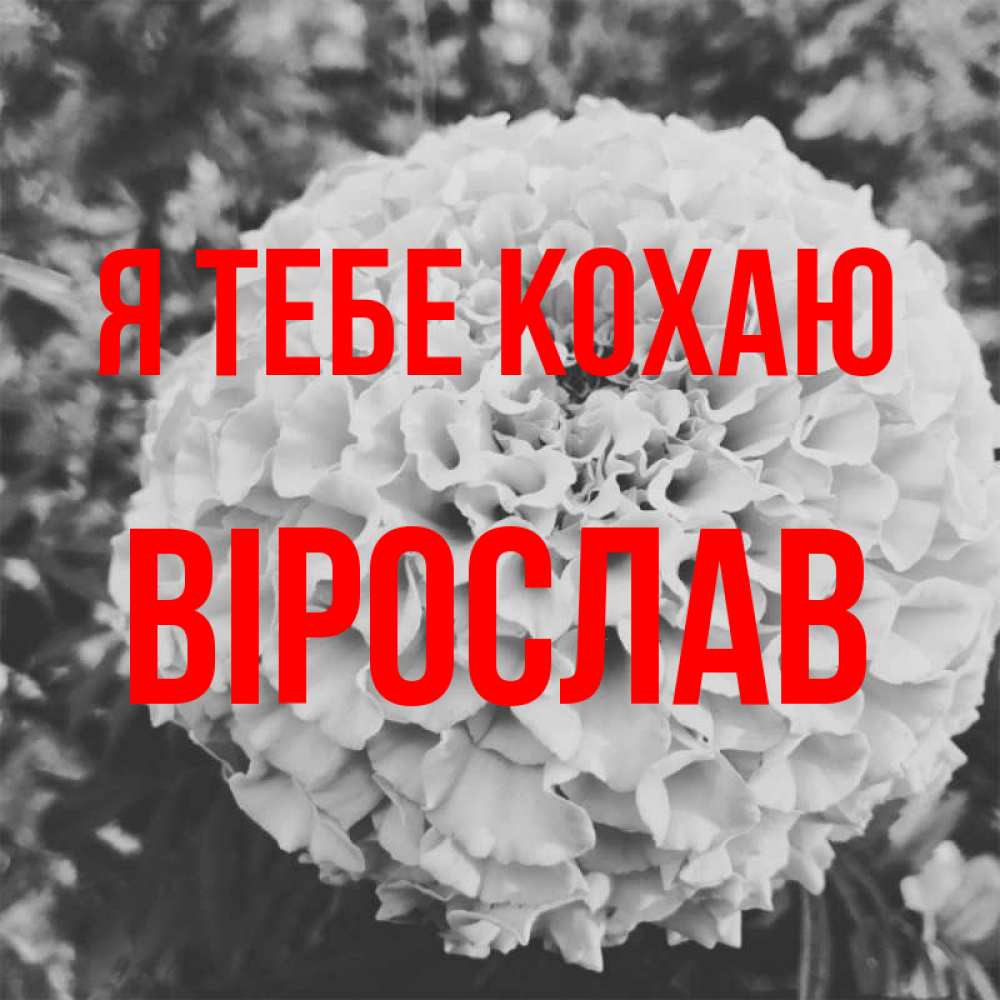 Открытка на каждый день з підписом, Вірослав Я тебе кохаю подпись Прикольна листівка з побажанням онлайн скачати безкоштовно 