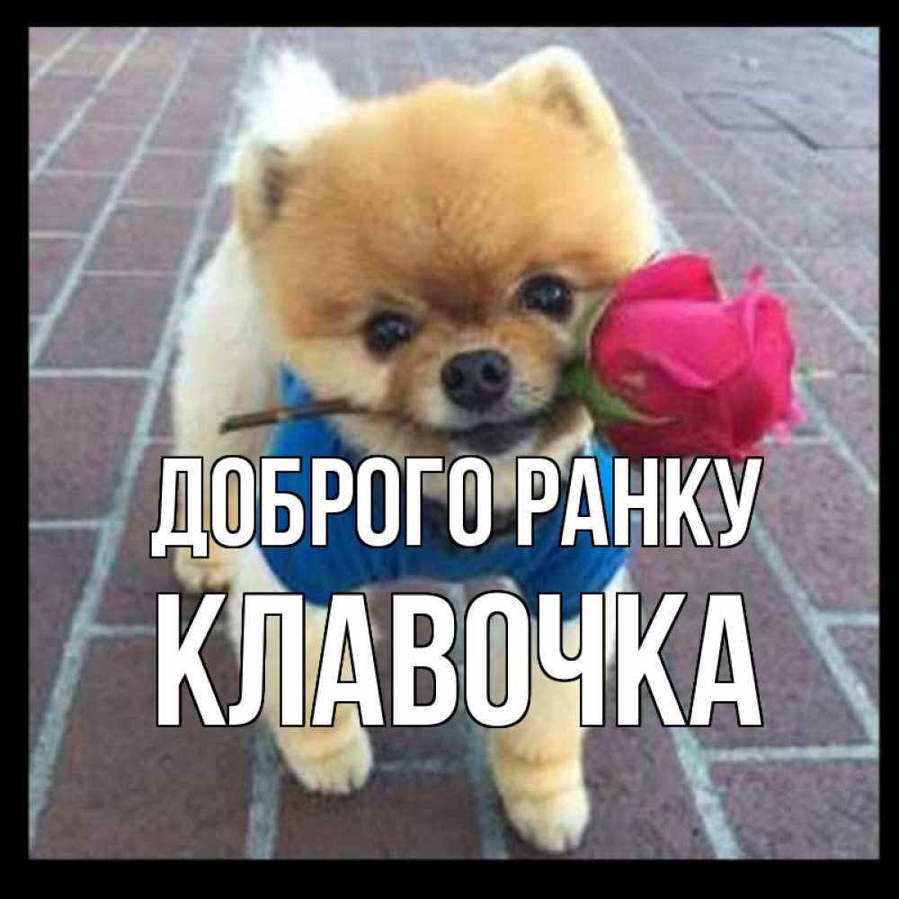 Открытка на каждый день з підписом, Клавочка Доброго ранку роза в зубах Прикольна листівка з побажанням онлайн скачати безкоштовно 