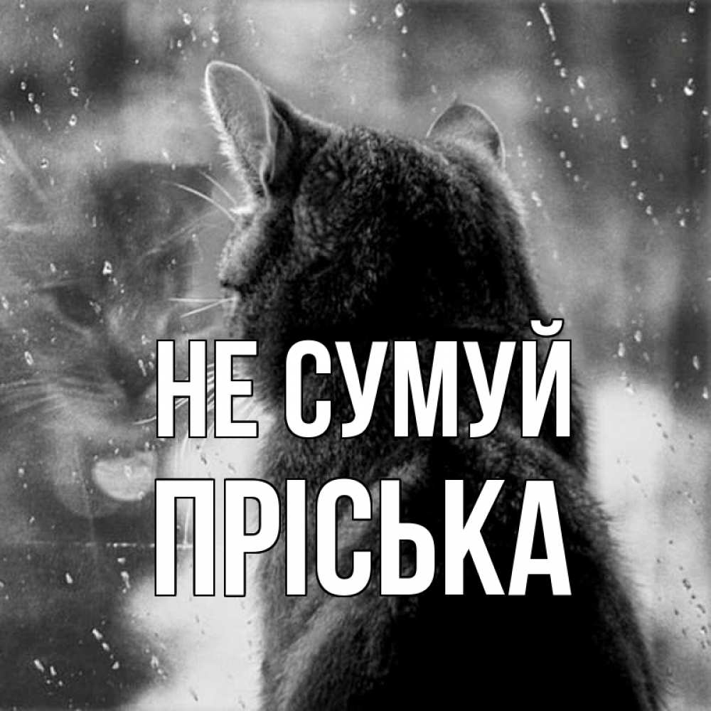 Открытка на каждый день з підписом, Пріська Не сумуй отражение кота 1 Прикольна листівка з побажанням онлайн скачати безкоштовно 