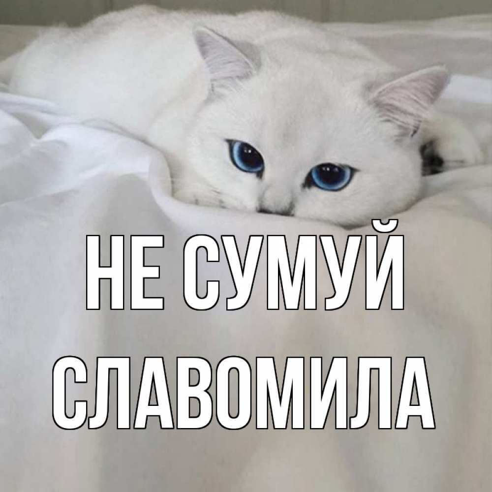 Открытка на каждый день з підписом, Славомила Не сумуй белый кот с голубыми глазами на белоснежной кровати Прикольна листівка з побажанням онлайн скачати безкоштовно 