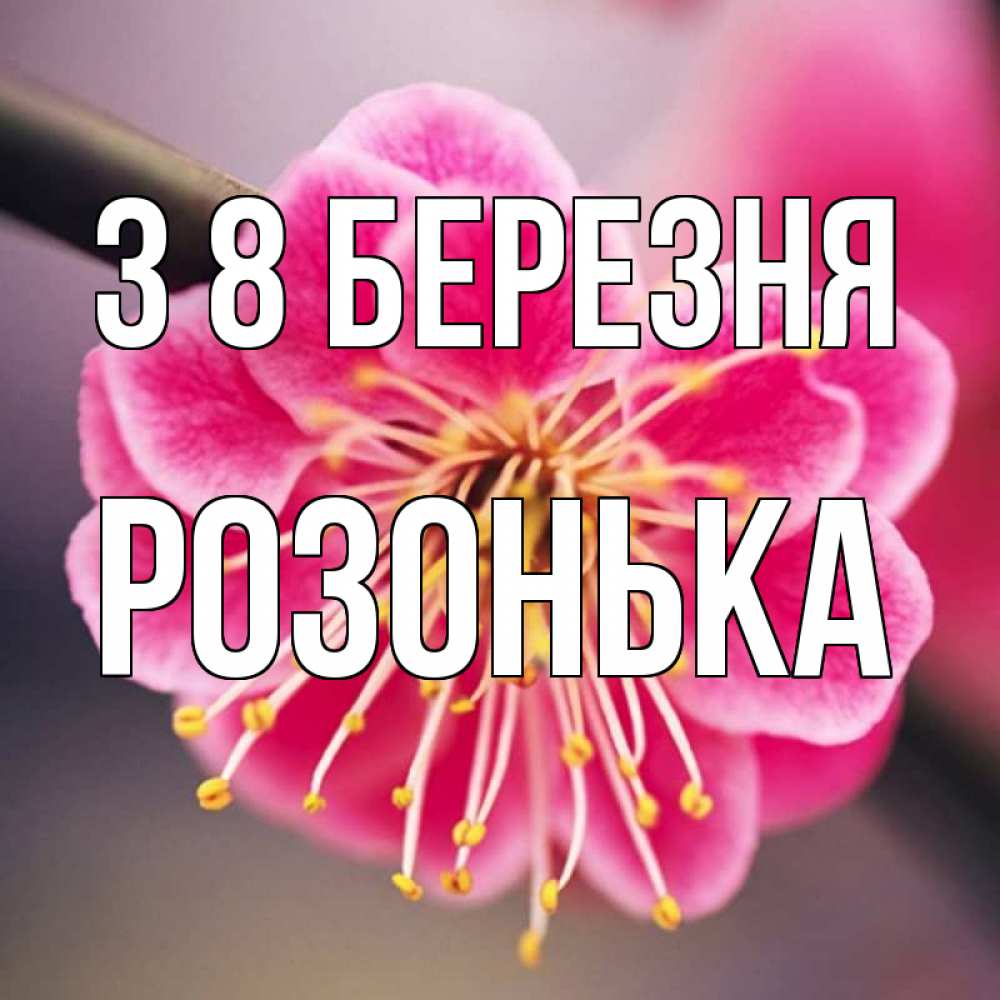Открытка на каждый день з підписом, Розонька З 8 БЕРЕЗНЯ цветы Прикольна листівка з побажанням онлайн скачати безкоштовно 