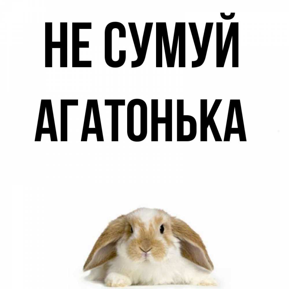 Открытка на каждый день з підписом, Агатонька Не сумуй коричнево белый заяц с большими ушками Прикольна листівка з побажанням онлайн скачати безкоштовно 