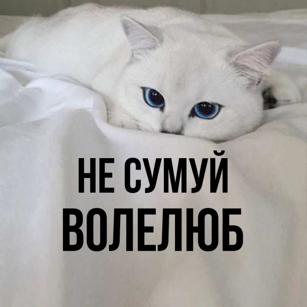 Открытка на каждый день з підписом, Волелюб Не сумуй Голубоглазая кошка Прикольна листівка з побажанням онлайн скачати безкоштовно 