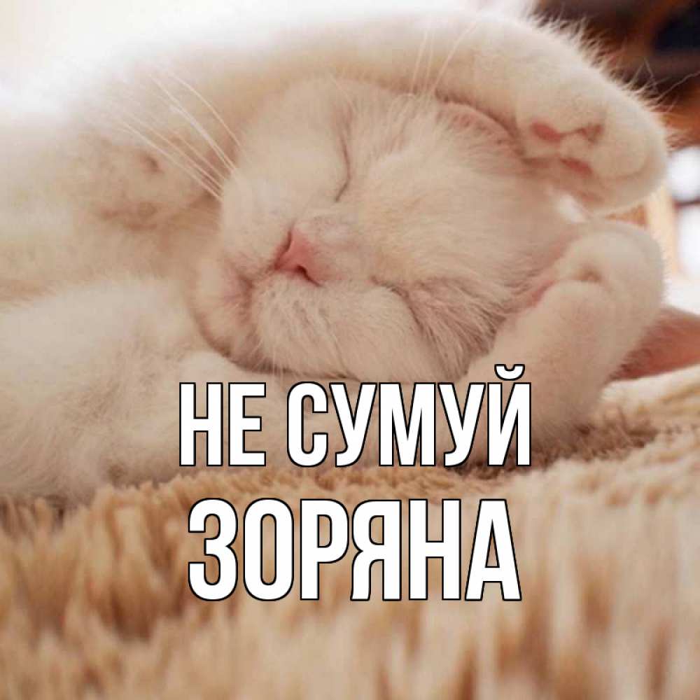 Открытка на каждый день з підписом, Зоряна Не сумуй белый кот Прикольна листівка з побажанням онлайн скачати безкоштовно 
