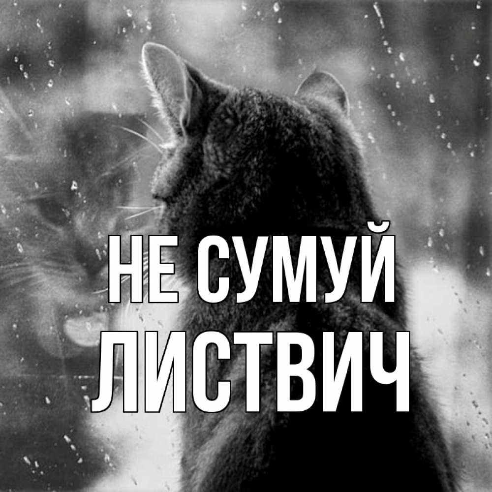 Открытка на каждый день з підписом, Листвич Не сумуй отражение кота 1 Прикольна листівка з побажанням онлайн скачати безкоштовно 