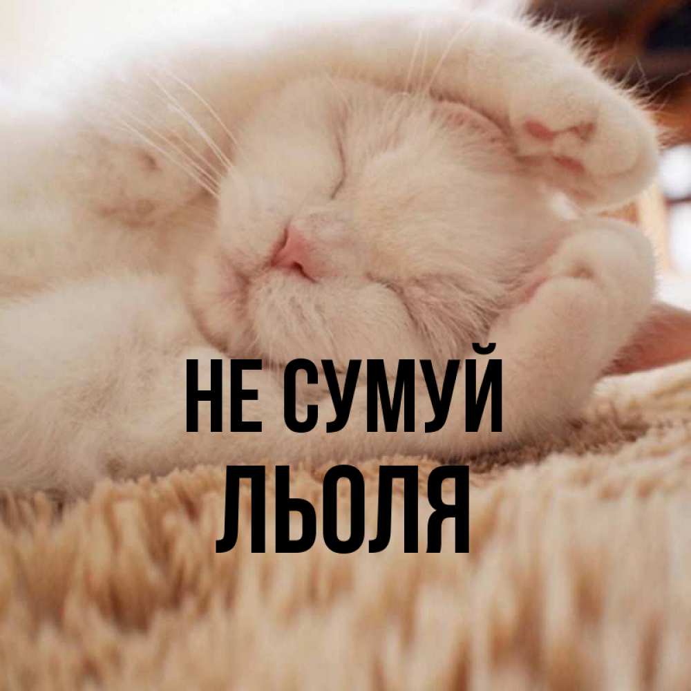 Открытка на каждый день з підписом, Льоля Не сумуй Котенок спит Прикольна листівка з побажанням онлайн скачати безкоштовно 