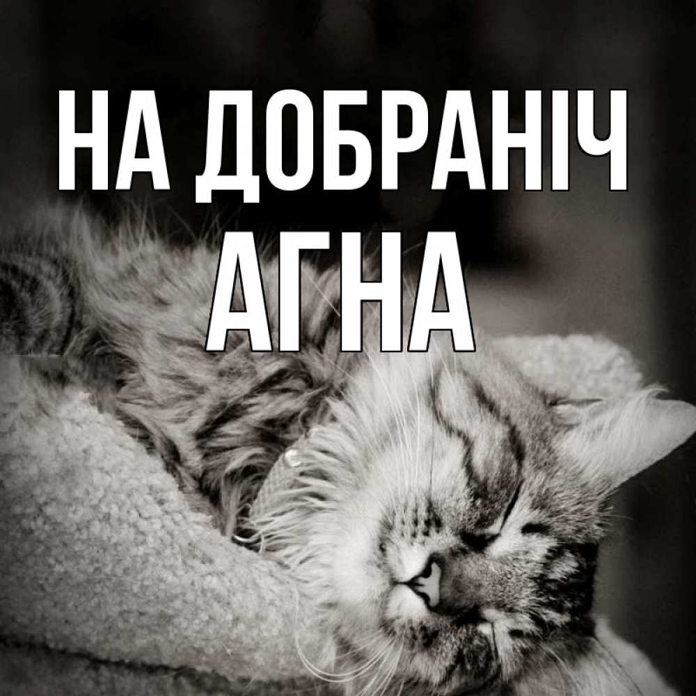 Открытка на каждый день з підписом, Агна На добраніч котярик пушистый Прикольна листівка з побажанням онлайн скачати безкоштовно 
