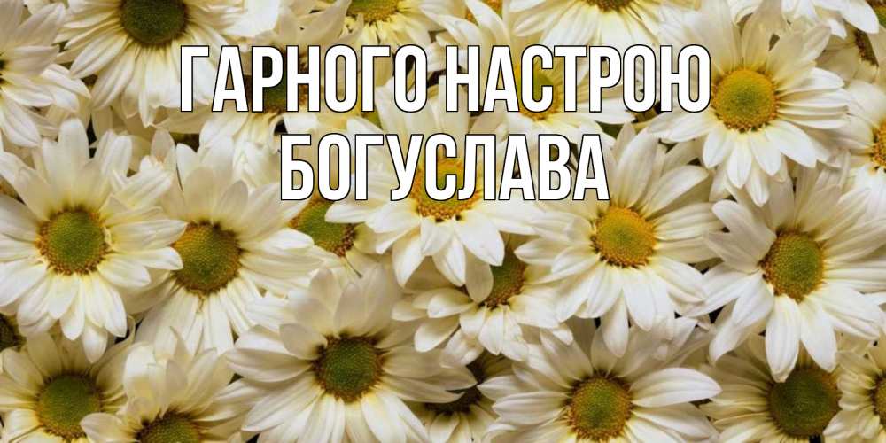Открытка на каждый день з підписом, Богуслава Гарного настрою крупные ромашки Прикольна листівка з побажанням онлайн скачати безкоштовно 