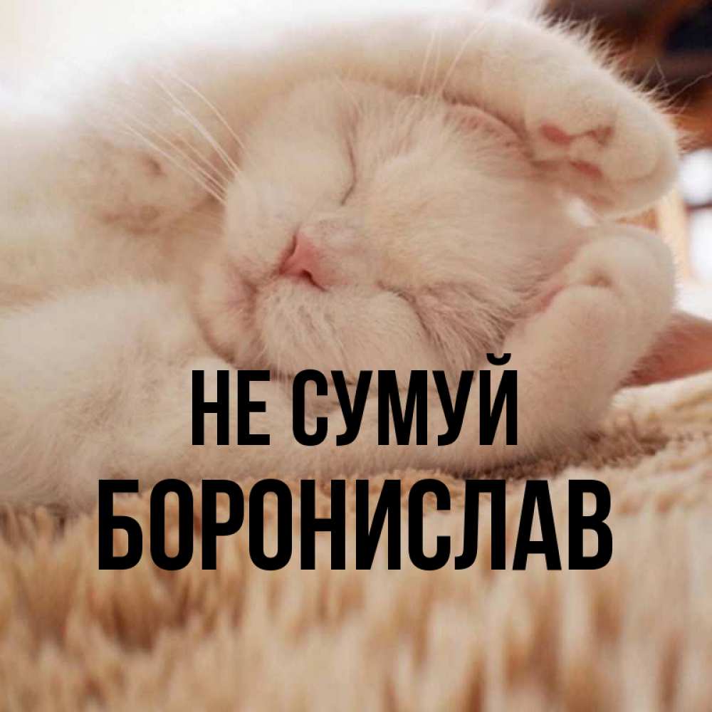 Открытка на каждый день з підписом, Боронислав Не сумуй Котенок спит Прикольна листівка з побажанням онлайн скачати безкоштовно 