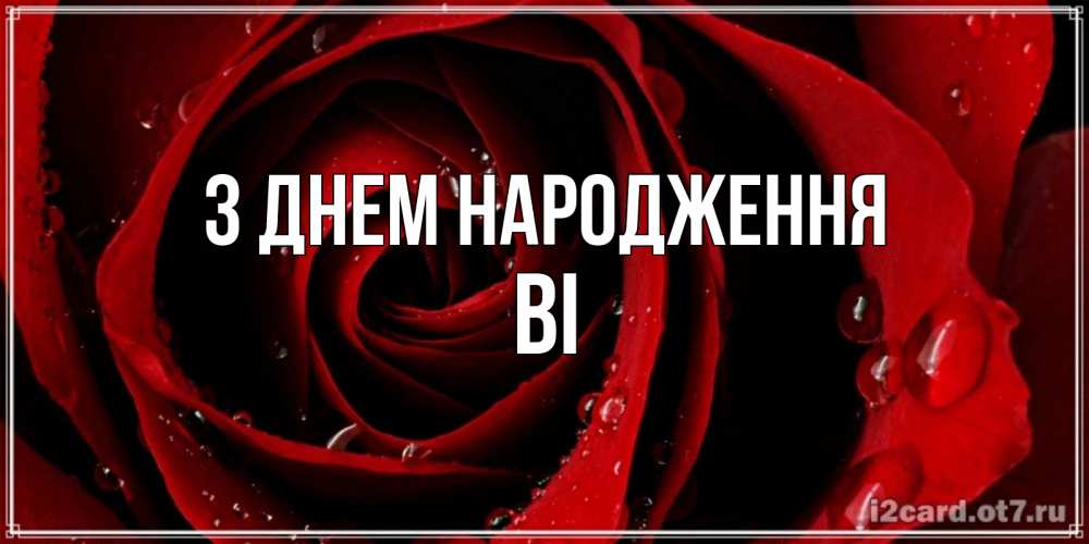 Открытка на каждый день з підписом, Ві З Днем народження крупная бордовая роза Прикольна листівка з побажанням онлайн скачати безкоштовно 
