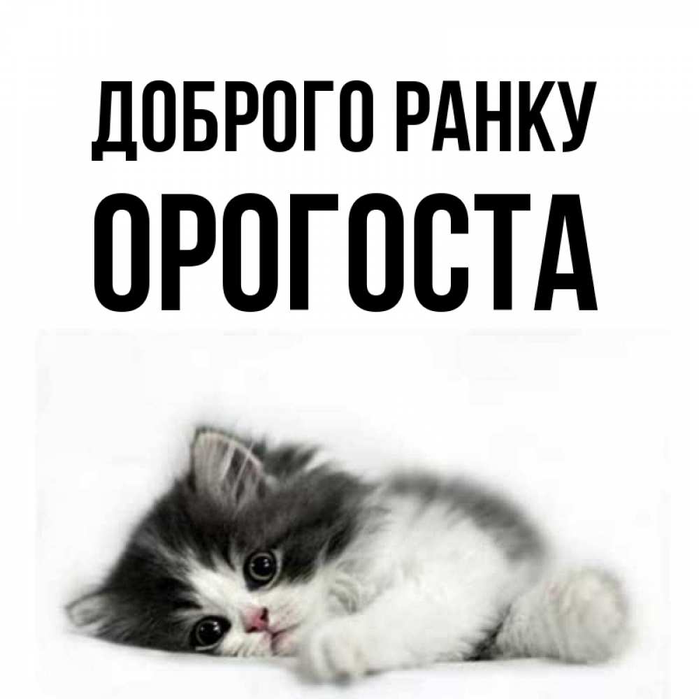 Открытка на каждый день з підписом, Орогоста Доброго ранку кот лапки Прикольна листівка з побажанням онлайн скачати безкоштовно 