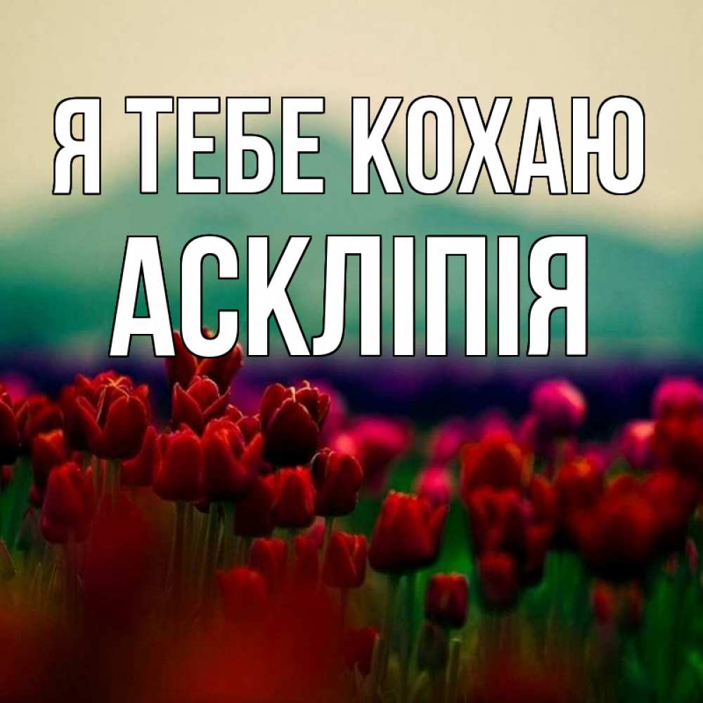 Открытка на каждый день з підписом, Аскліпія Я тебе кохаю тюльпаны 4 Прикольна листівка з побажанням онлайн скачати безкоштовно 