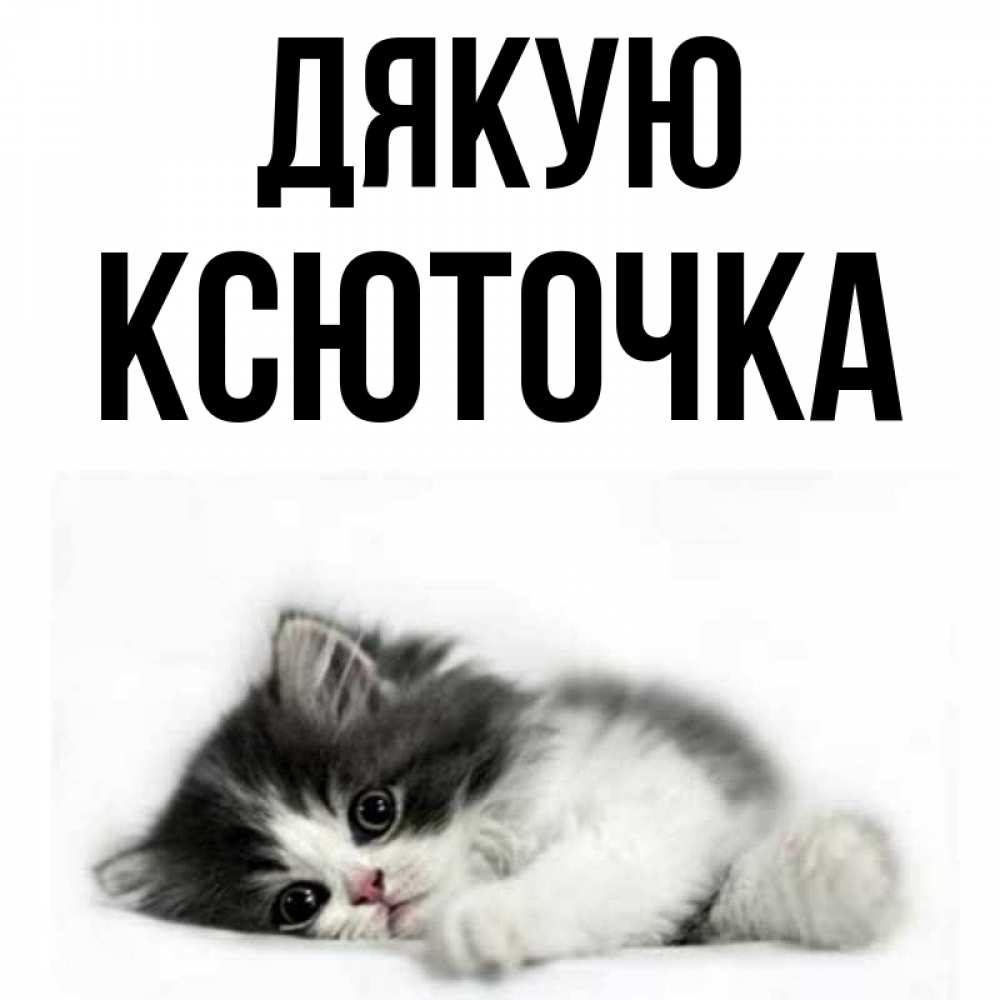Открытка на каждый день з підписом, Ксюточка Дякую черный и белый кот Прикольна листівка з побажанням онлайн скачати безкоштовно 