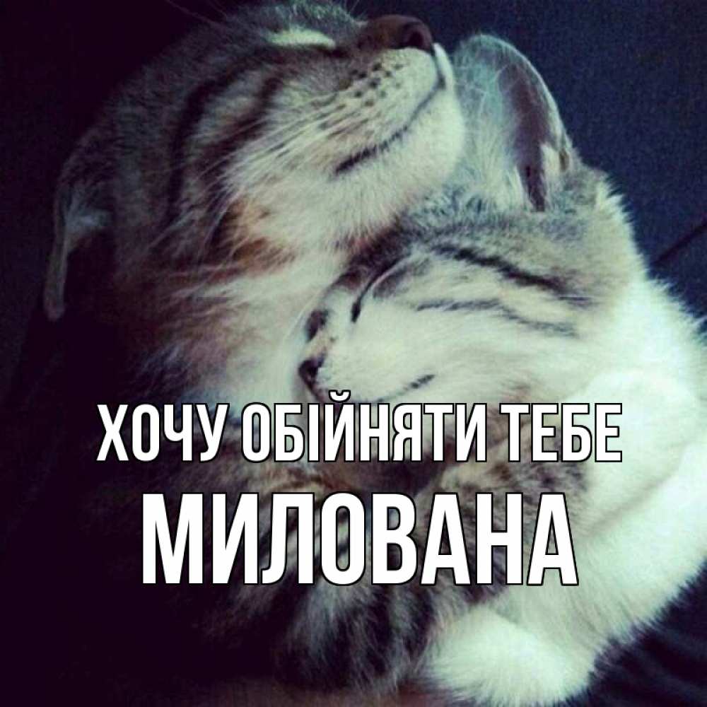 Открытка на каждый день з підписом, Милована Хочу обійняти тебе полосатики Прикольна листівка з побажанням онлайн скачати безкоштовно 