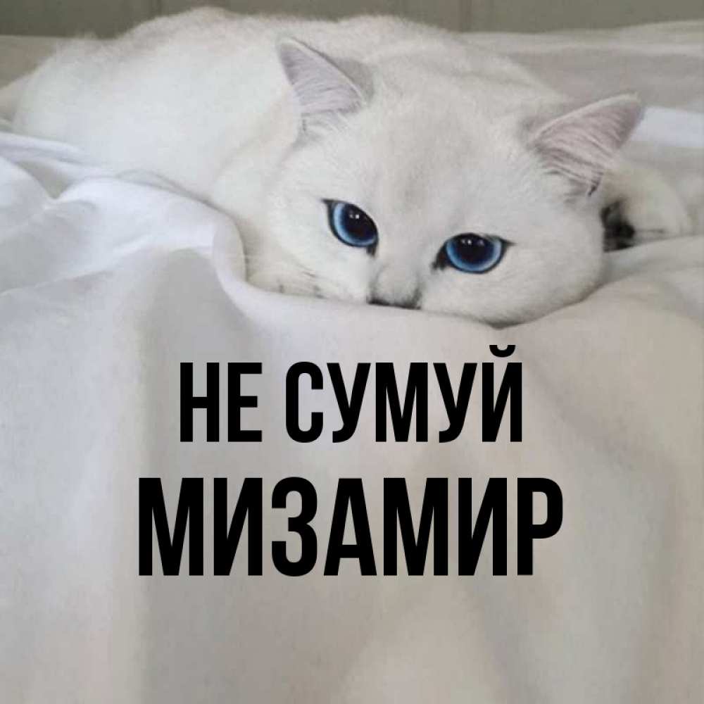 Открытка на каждый день з підписом, Мизамир Не сумуй Голубоглазая кошка Прикольна листівка з побажанням онлайн скачати безкоштовно 