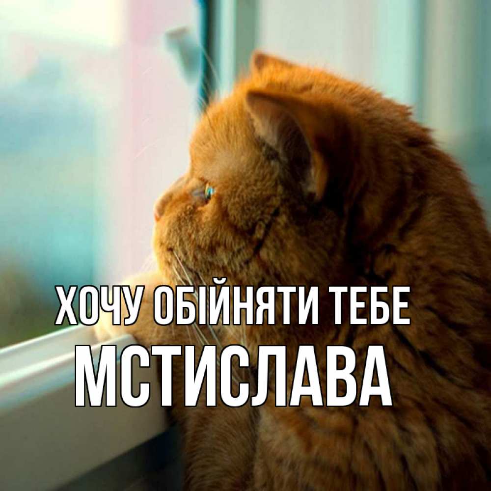 Открытка на каждый день з підписом, Мстислава Хочу обійняти тебе большой огромный рыжий котяра Прикольна листівка з побажанням онлайн скачати безкоштовно 