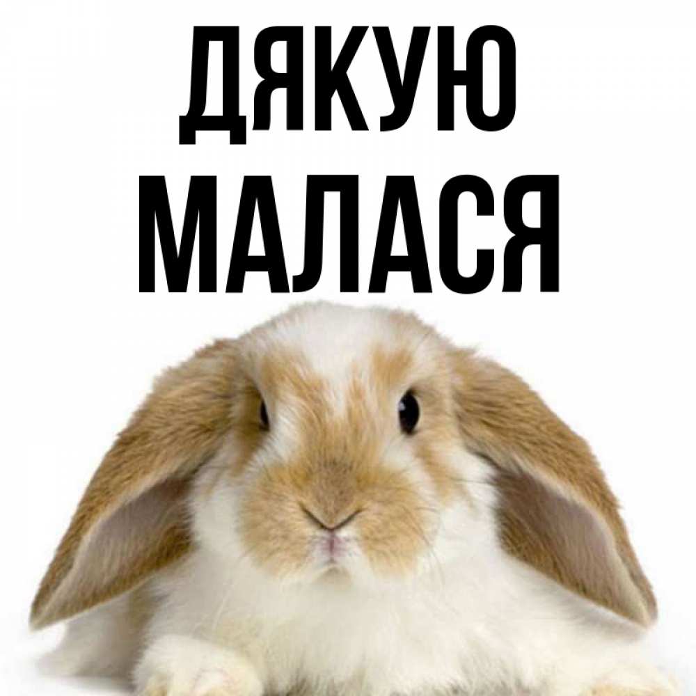 Открытка на каждый день з підписом, Малася Дякую коричнево белый заяц Прикольна листівка з побажанням онлайн скачати безкоштовно 