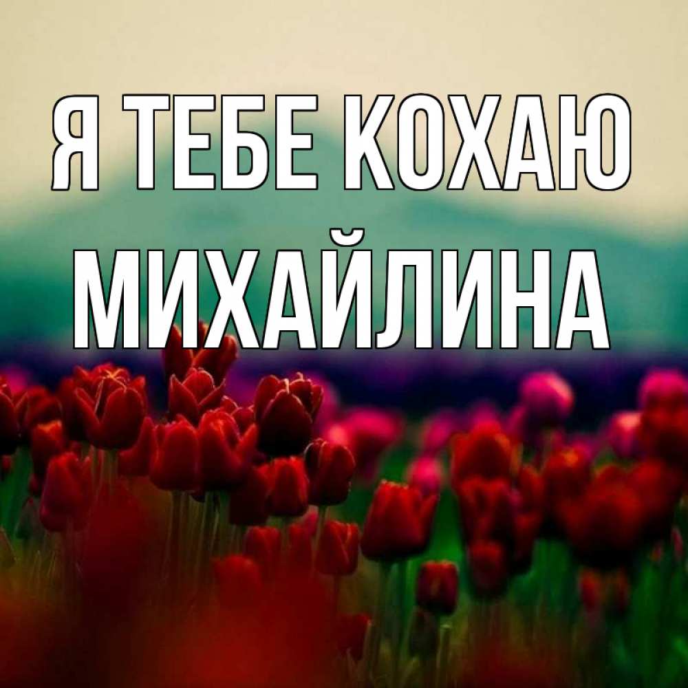 Открытка на каждый день з підписом, Михайлина Я тебе кохаю тюльпаны 4 Прикольна листівка з побажанням онлайн скачати безкоштовно 