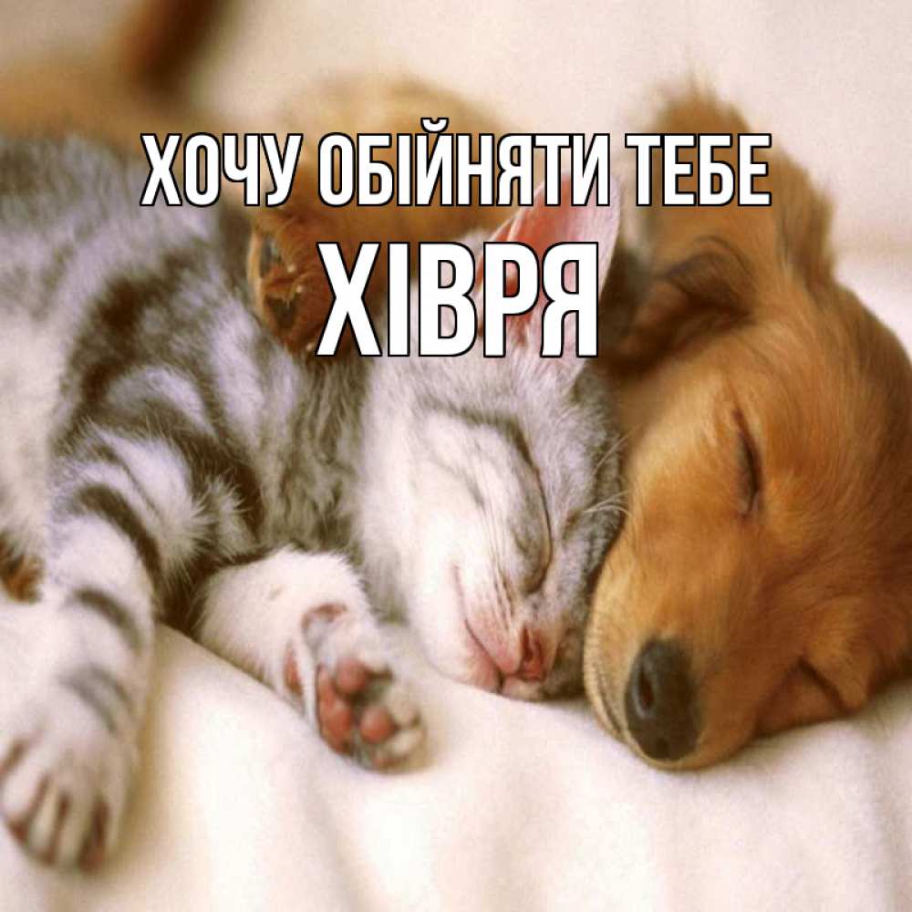 Открытка на каждый день з підписом, Хівря Хочу обійняти тебе пес и котенок Прикольна листівка з побажанням онлайн скачати безкоштовно 