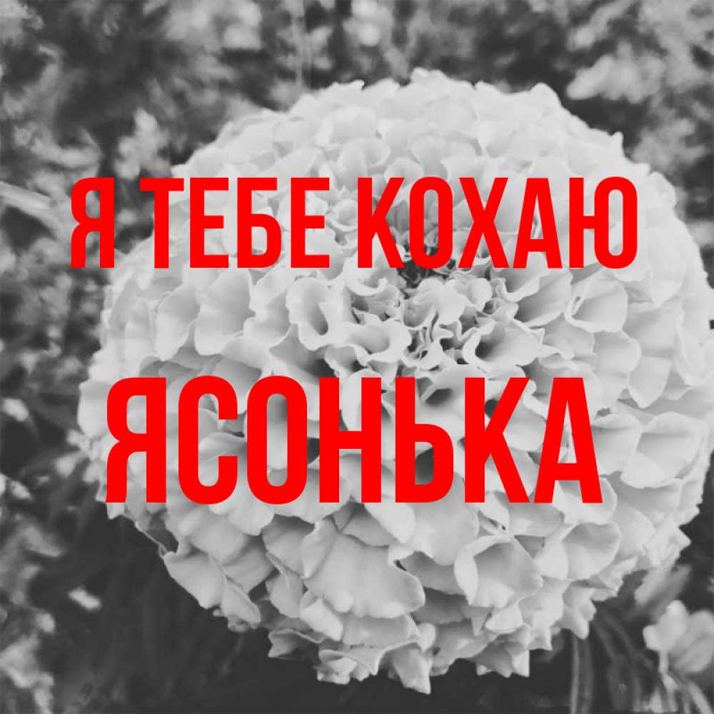 Открытка на каждый день з підписом, Ясонька Я тебе кохаю подпись Прикольна листівка з побажанням онлайн скачати безкоштовно 