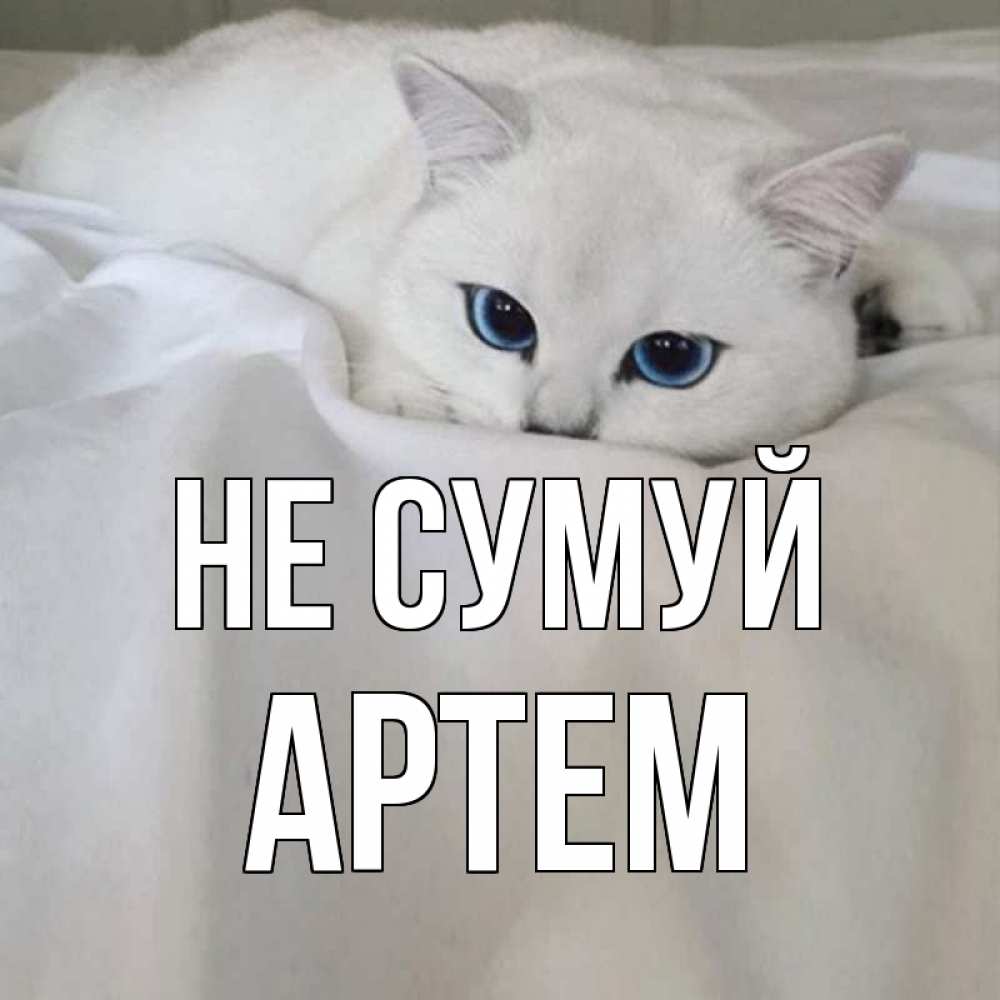 Открытка на каждый день з підписом, Артем Не сумуй белый кот с голубыми глазами на белоснежной кровати Прикольна листівка з побажанням онлайн скачати безкоштовно 