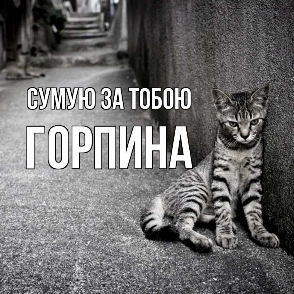 Открытка на каждый день з підписом, Горпина Сумую за тобою одиноко котику Прикольна листівка з побажанням онлайн скачати безкоштовно 