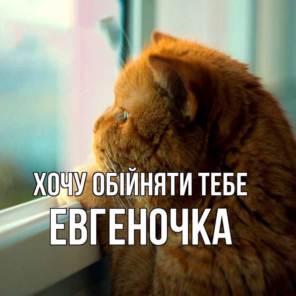 Открытка на каждый день з підписом, Евгеночка Хочу обійняти тебе большой огромный рыжий котяра Прикольна листівка з побажанням онлайн скачати безкоштовно 