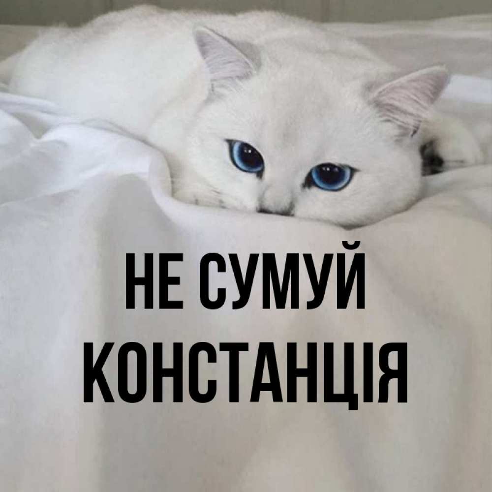 Открытка на каждый день з підписом, Констанція Не сумуй Голубоглазая кошка Прикольна листівка з побажанням онлайн скачати безкоштовно 