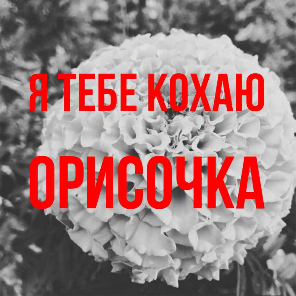 Открытка на каждый день з підписом, Орисочка Я тебе кохаю подпись Прикольна листівка з побажанням онлайн скачати безкоштовно 