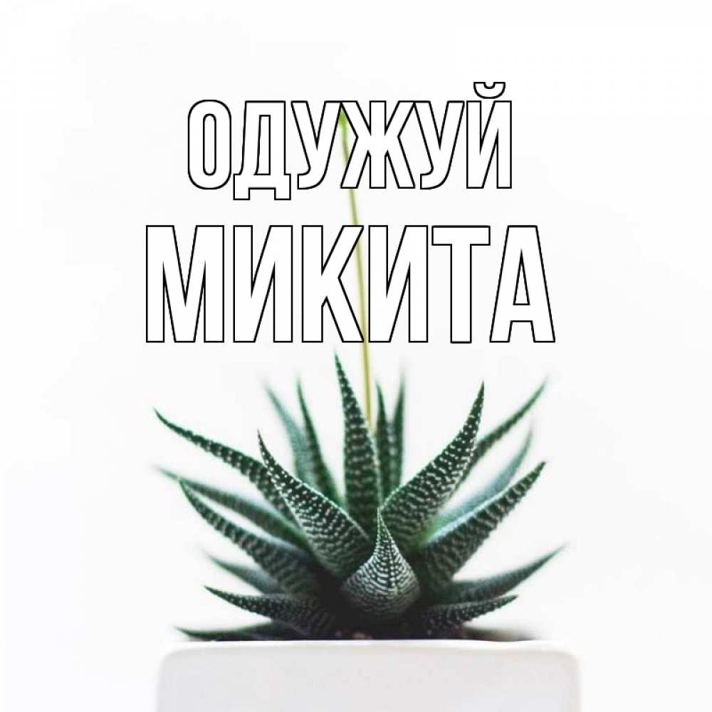 Открытка на каждый день з підписом, Микита Одужуй короче это непонятная колючка Прикольна листівка з побажанням онлайн скачати безкоштовно 