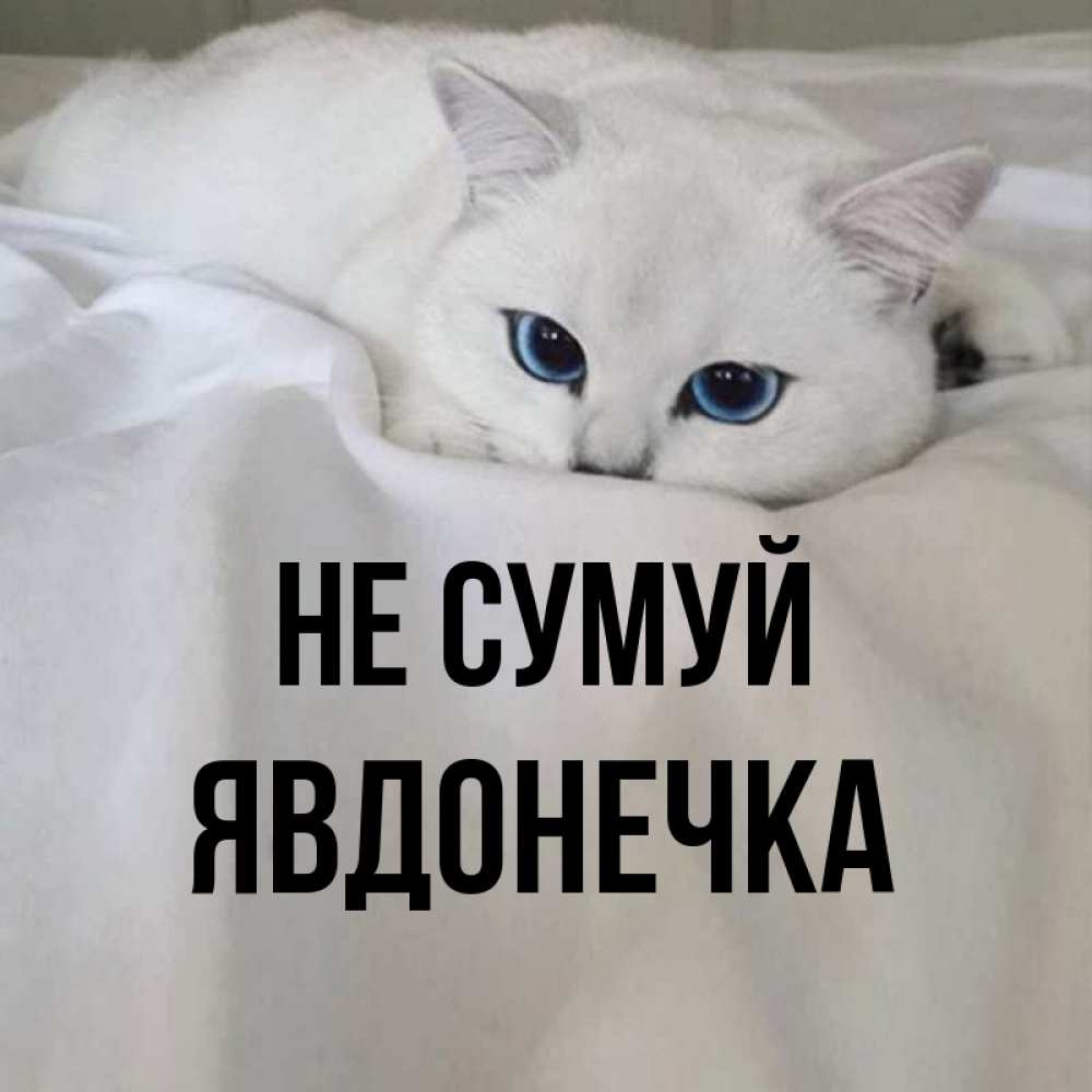 Открытка на каждый день з підписом, Явдонечка Не сумуй Голубоглазая кошка Прикольна листівка з побажанням онлайн скачати безкоштовно 