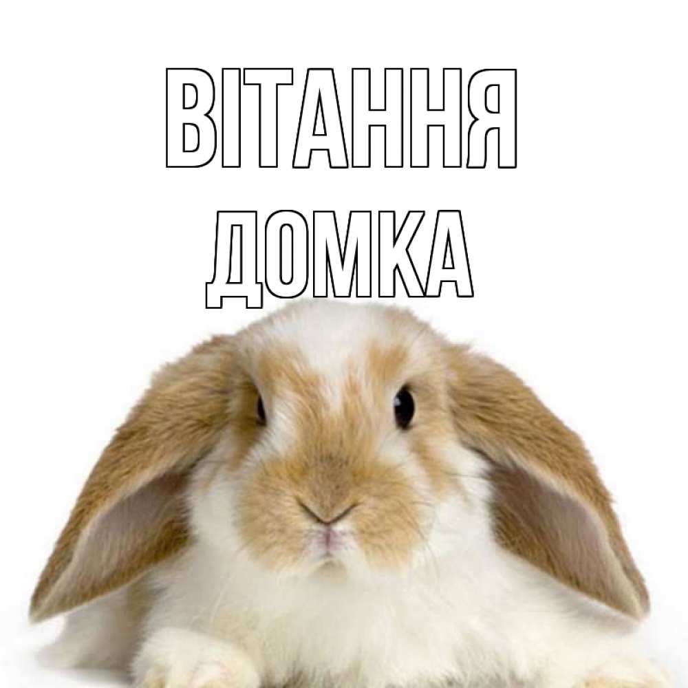 Открытка на каждый день з підписом, Домка Вітання с животными Прикольна листівка з побажанням онлайн скачати безкоштовно 