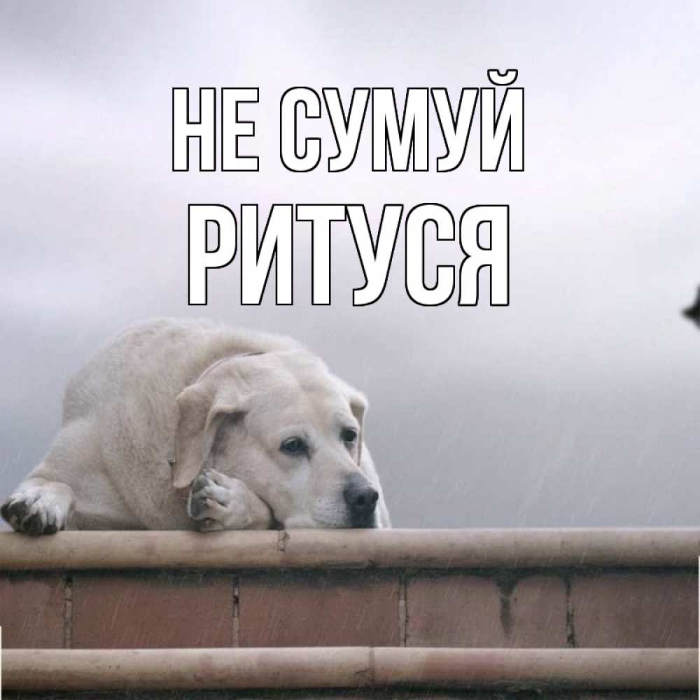 Открытка на каждый день з підписом, Ритуся Не сумуй белый пес 1 Прикольна листівка з побажанням онлайн скачати безкоштовно 