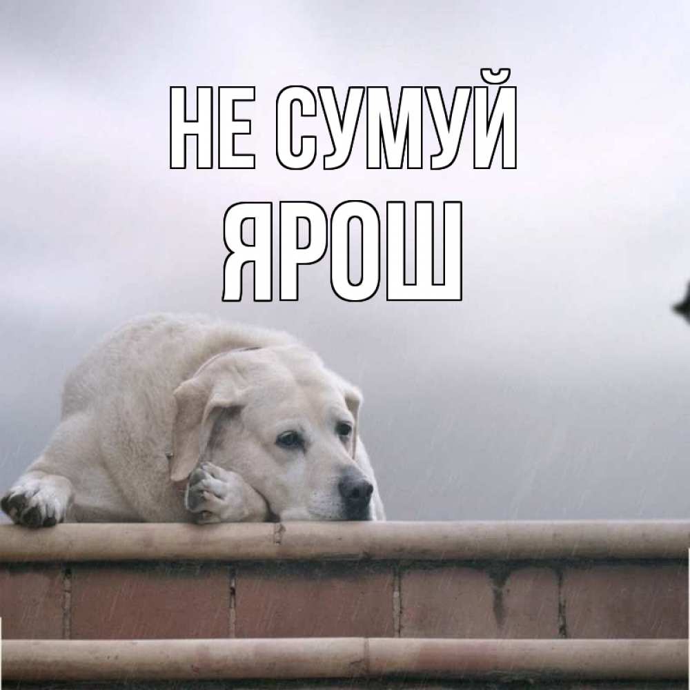 Открытка на каждый день з підписом, Ярош Не сумуй белый пес 1 Прикольна листівка з побажанням онлайн скачати безкоштовно 
