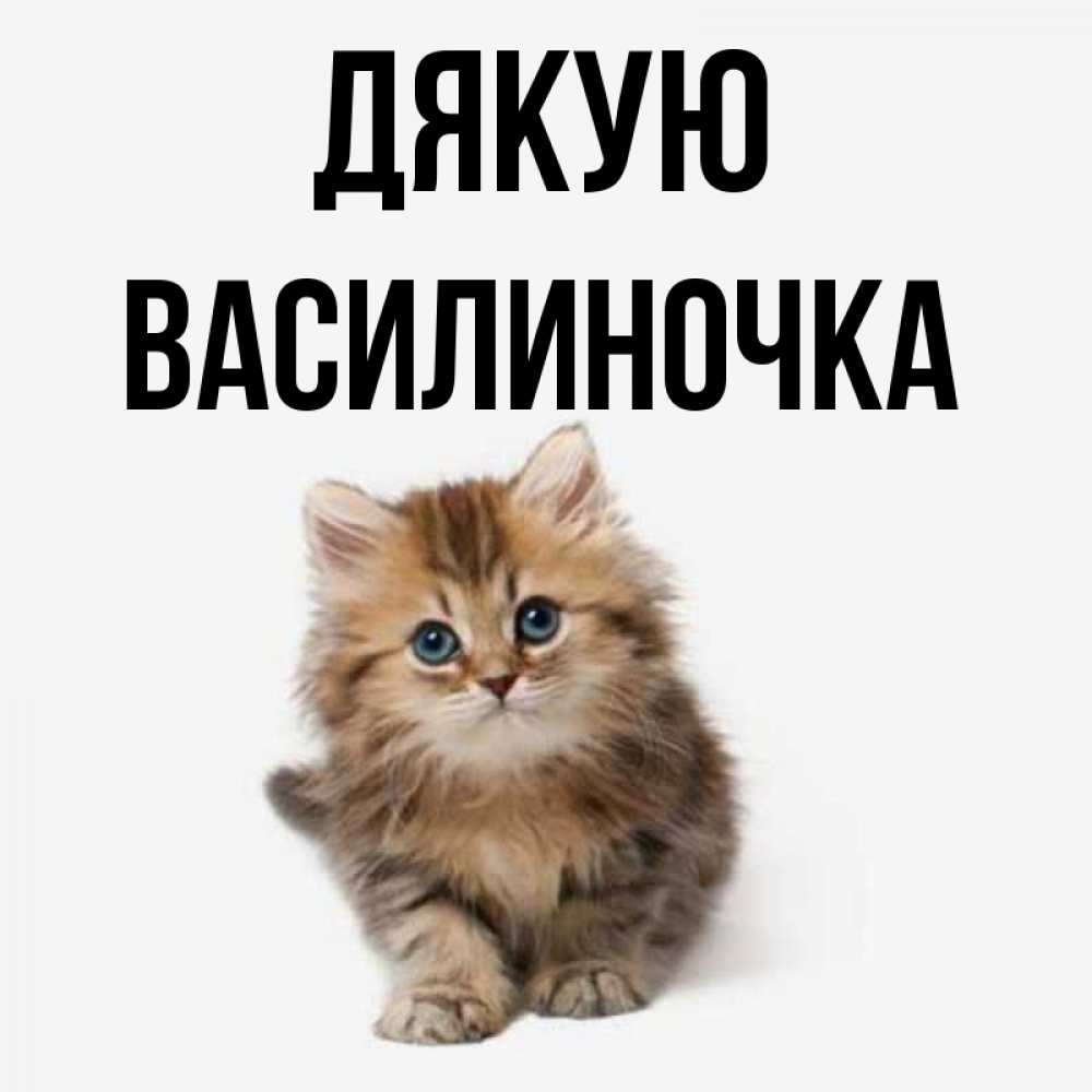 Открытка на каждый день з підписом, Василиночка Дякую пушистый котик Прикольна листівка з побажанням онлайн скачати безкоштовно 