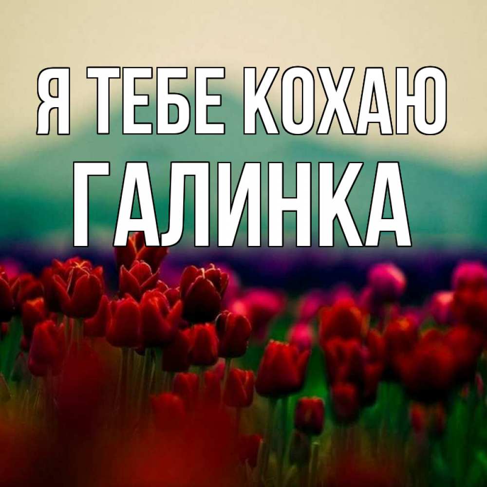 Открытка на каждый день з підписом, Галинка Я тебе кохаю тюльпаны 4 Прикольна листівка з побажанням онлайн скачати безкоштовно 