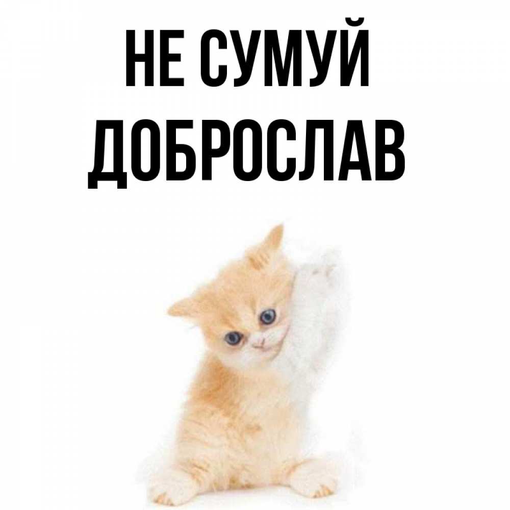 Открытка на каждый день з підписом, Доброслав Не сумуй просящий кот Прикольна листівка з побажанням онлайн скачати безкоштовно 