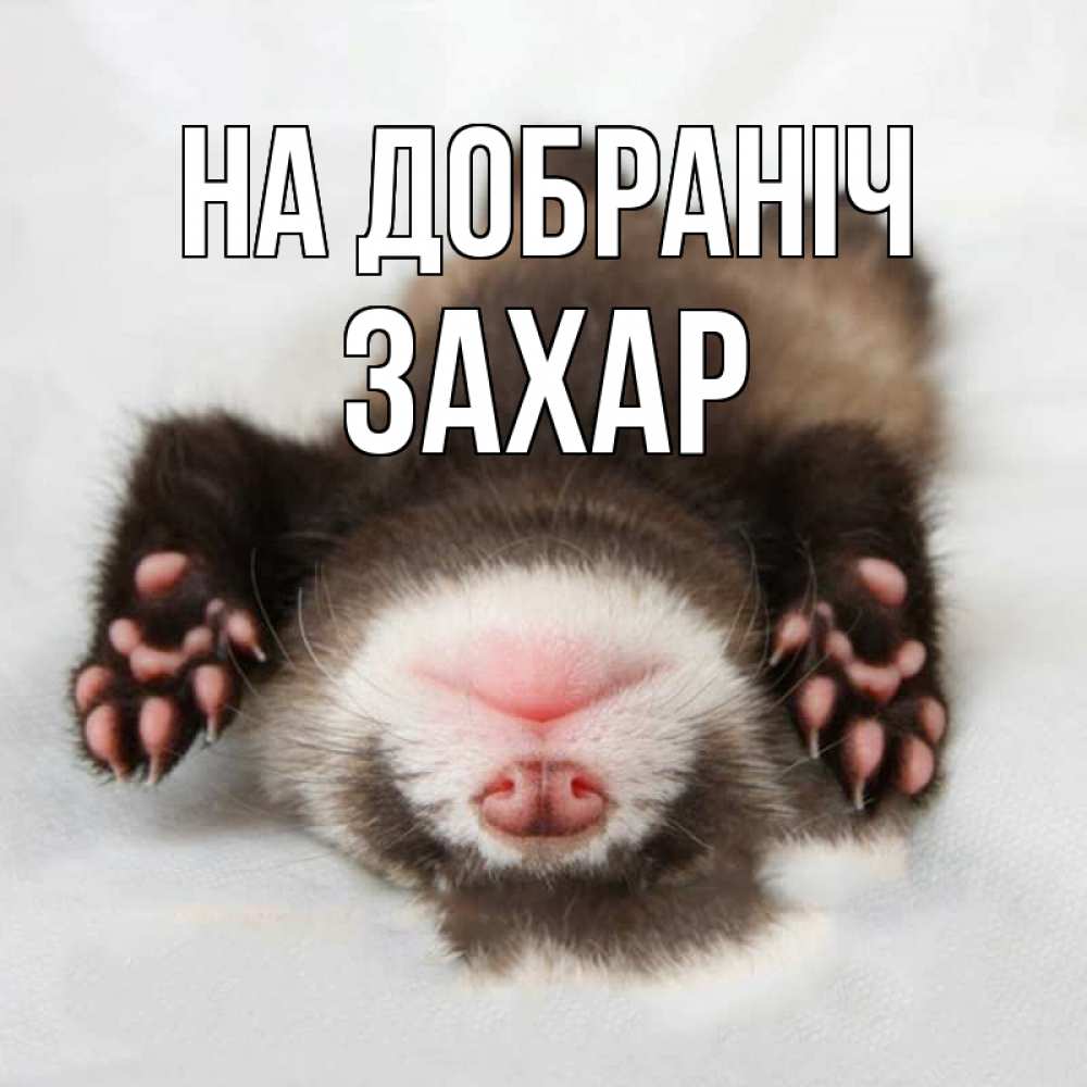 Открытка на каждый день з підписом, Захар На добраніч зверек Прикольна листівка з побажанням онлайн скачати безкоштовно 