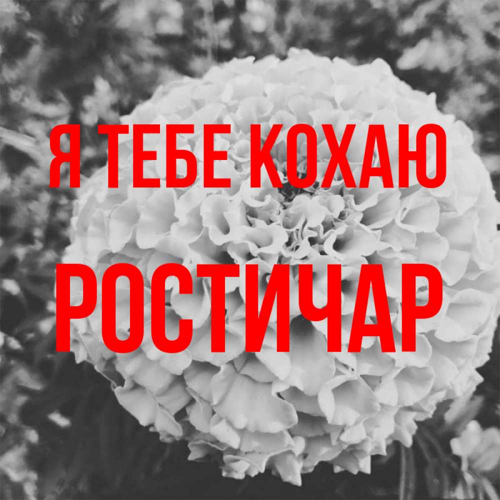 Открытка на каждый день з підписом, Ростичар Я тебе кохаю подпись Прикольна листівка з побажанням онлайн скачати безкоштовно 